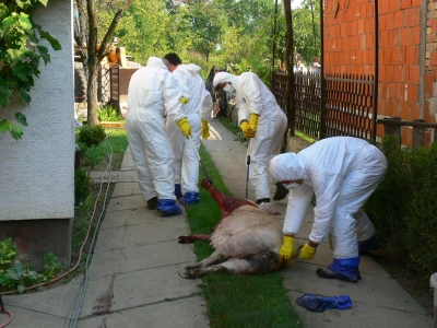 Suzbijanje klasične svinjske kuge i ptičje gripe