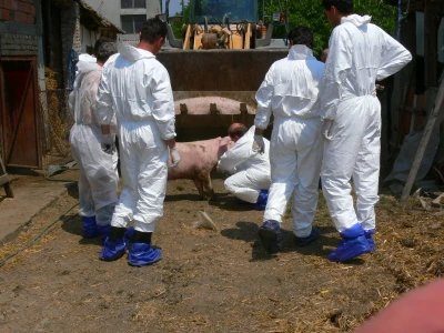 Suzbijanje klasične svinjske kuge i ptičje gripe