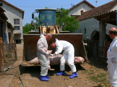 Suzbijanje klasične svinjske kuge i ptičje gripe