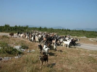 Sve više koza u Zagori