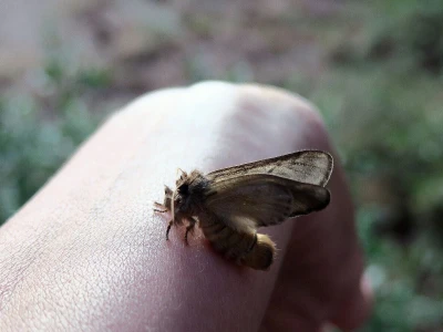 Svjetski dan leptira