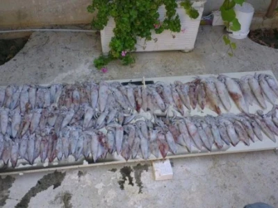 Prepremljena svježa riba pripremljena za gradela