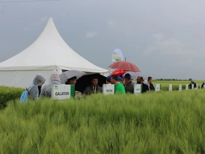 Syngenta međunarodni dan Hyvido ječma