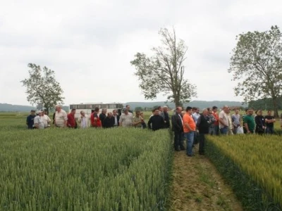 Syngenta tura 2
