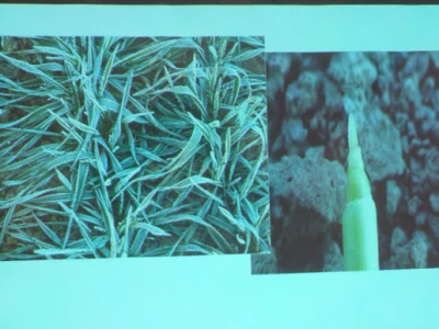Syngenta Dan polja uljane repice i šećerne repe
