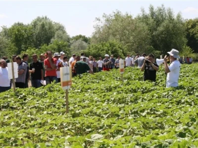 Syngenta Centralni dani polja 2014.