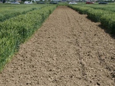 Održana prva radionica u polju - Syngenta