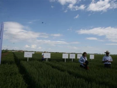 Održana prva radionica u polju - Syngenta