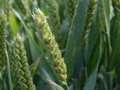 Održana prva radionica u polju - Syngenta