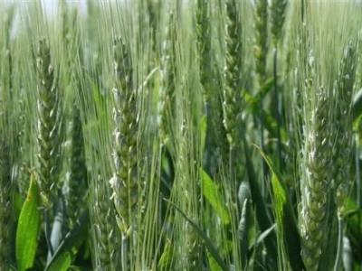 Održana prva radionica u polju - Syngenta