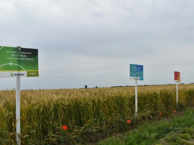 Syngenta lokalni dan polja u Krndiji
