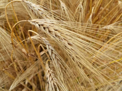 Syngenta lokalni dan polja u Krndiji