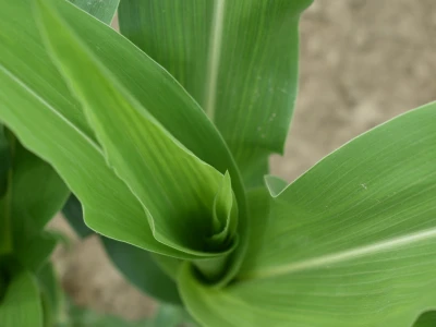 Syngenta lokalni dan polja u Krndiji