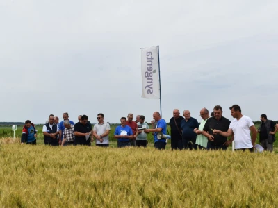 Syngenta lokalni dan polja u Krndiji