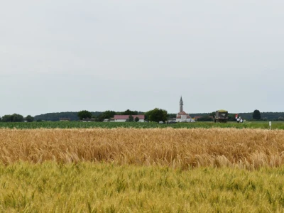 Syngenta lokalni dan polja u Krndiji