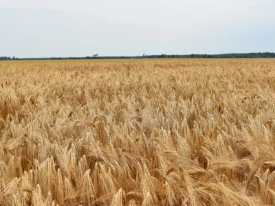 Syngenta lokalni dan polja u Krndiji