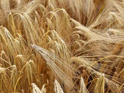 Syngenta lokalni dan polja u Krndiji