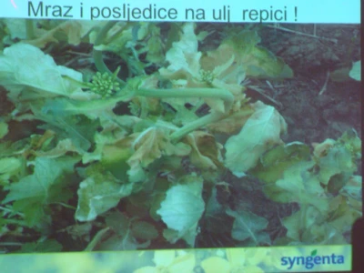 Syngenta Dan polja uljane repice i šećerne repe