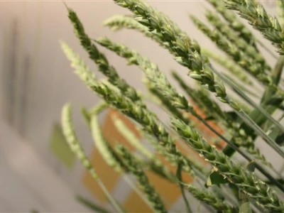 Syngenta demo dani