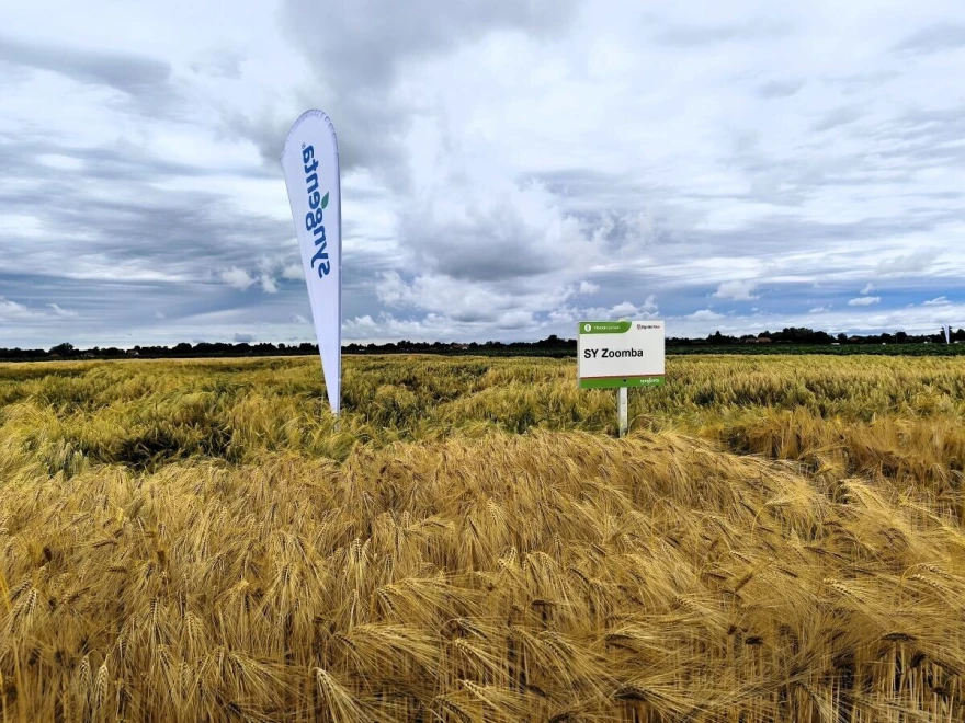 syngenta