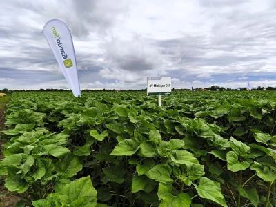 Syngentin centralni dan polja