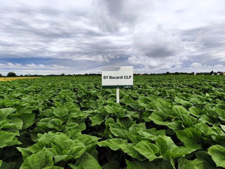 syngenta