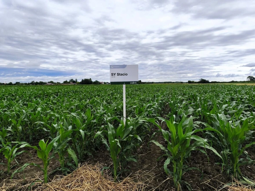 syngenta