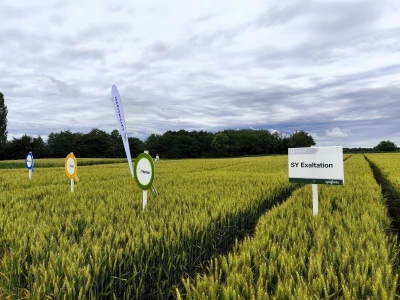 Syngentin centralni dan polja