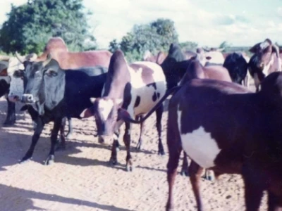 Tanzanijski volovi