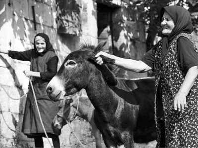 Tek simpatični magarac (magarica) razbibriga starijih osoba u Zagori