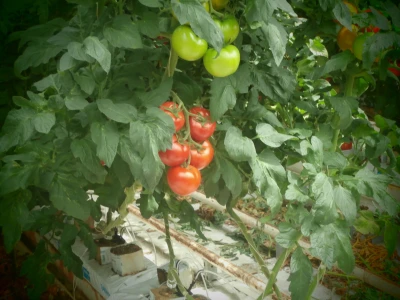 Rajčica (Lipik)