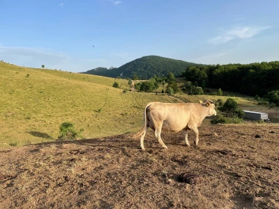 Tešija … ne objaviti još