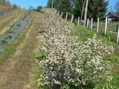 Teta Beta