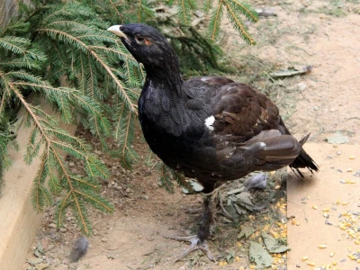 Tetrijeb gluhan