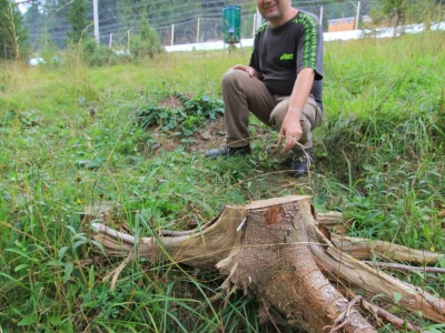 Tetrijeb gluhan
