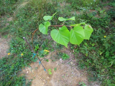 Tetrijeb gluhan