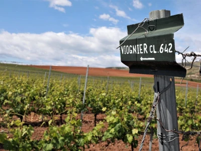 Tikveš između baštine i algoritama: Kako se velika vinarija vratila vinogradu