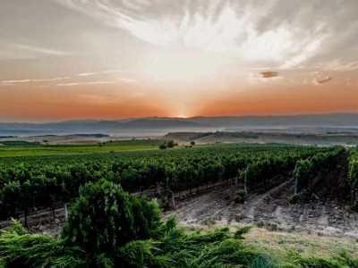 Tikveš između baštine i algoritama: Kako se velika vinarija vratila vinogradu