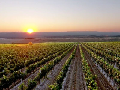 Tikveš između baštine i algoritama: Kako se velika vinarija vratila vinogradu