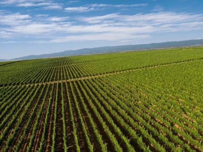 Tikveš između baštine i algoritama: Kako se velika vinarija vratila vinogradu