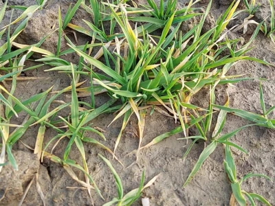 Timac Agro