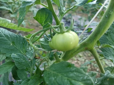 Tomica Japarić, proizvodnja povrća.