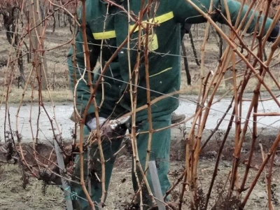 Tradicionalna proslava u čast Svetog Vinka održana u Erdutu!