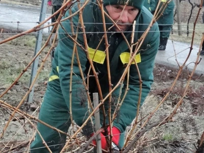 Tradicionalna proslava u čast Svetog Vinka održana u Erdutu!