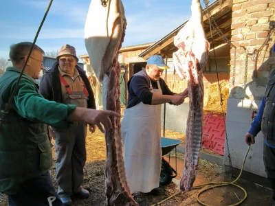 Tradicionalna slavonska svinjokolja