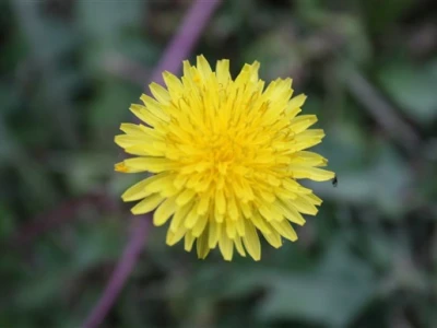 Vrt u rujnu (makro)