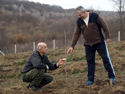 Prevladavat će trešnja