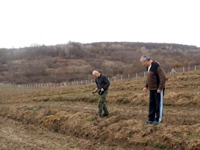 Šire površine pod voćem
