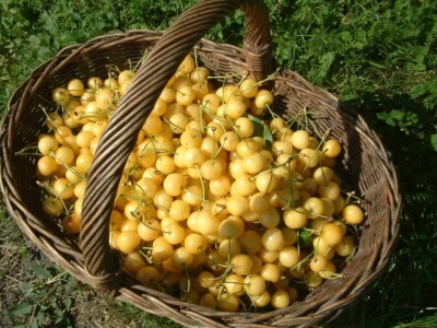 Trešnje