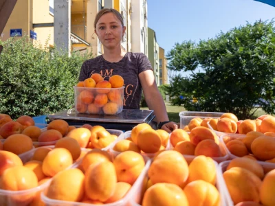 Trženje i skladištenje marelica